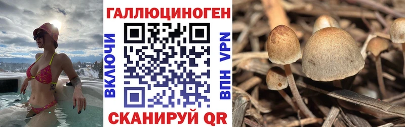 Псилоцибиновые грибы Psilocybine cubensis  цены   Жигулёвск 